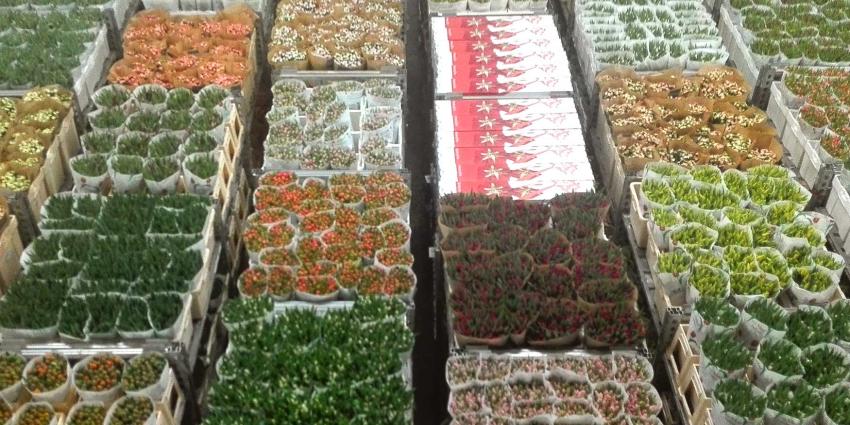floraholland-karren-bloemenveiling