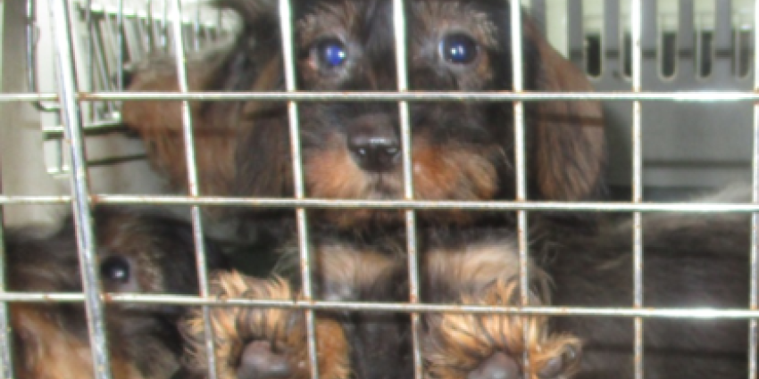 NVWA neemt ongeveer 150 honden in bewaring NVWA neemt ongeveer 150 honden in bewaring