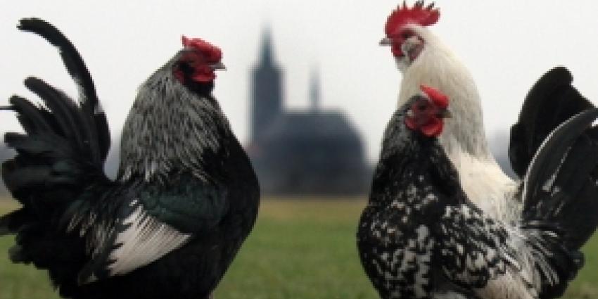 Milde H7-vogelgriep variant op boerderij in Lochem Milde H7-vogelgriep variant op boerderij in Lochem