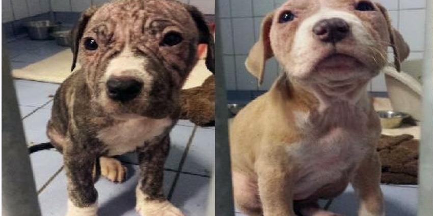 Pups in doos achtergelaten, politie zoekt eigenaar Pups in doos achtergelaten, politie zoekt eigenaar