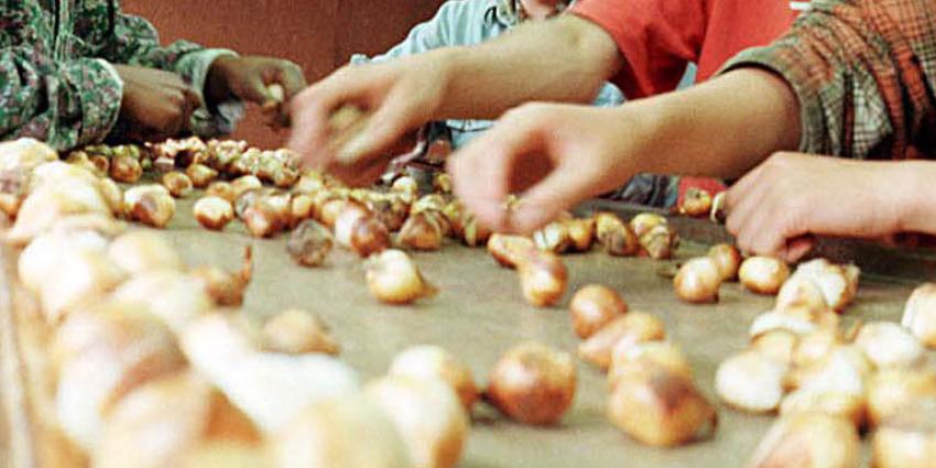 Bloembollenteelt sinds 1980 fors toegenomen Bloembollenteelt sinds 1980 fors toegenomen