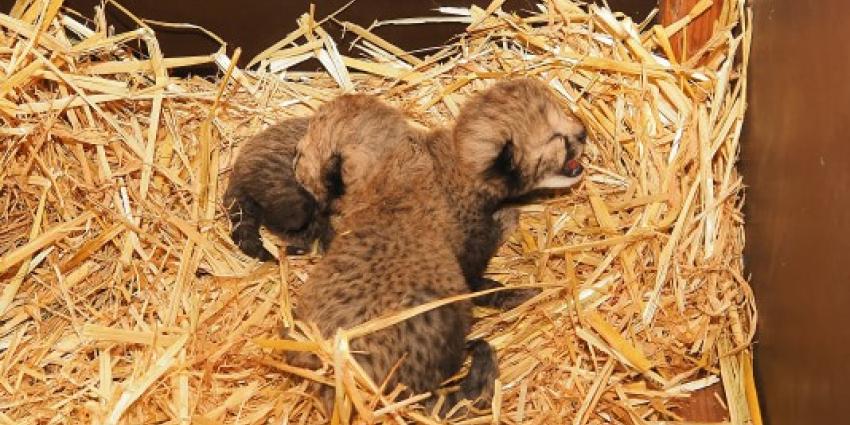 Cheeta tweeling Cheeta tweeling