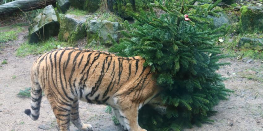 Tijger onderzoek kerstboom Tijger onderzoek kerstboom
