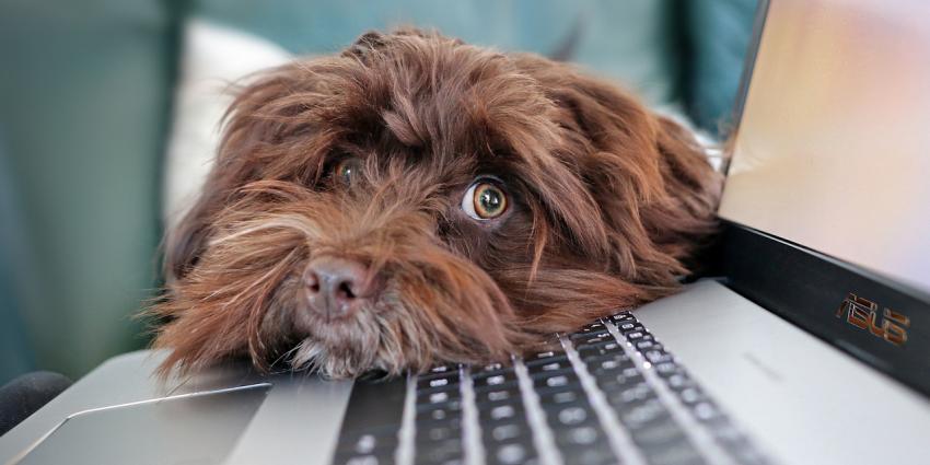 Hond bij laptop Hond bij laptop