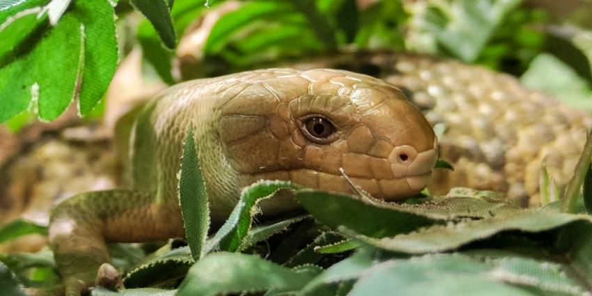 Grijpstaartskink geboren in DierenPark Amersfoort Grijpstaartskink geboren in DierenPark Amersfoort