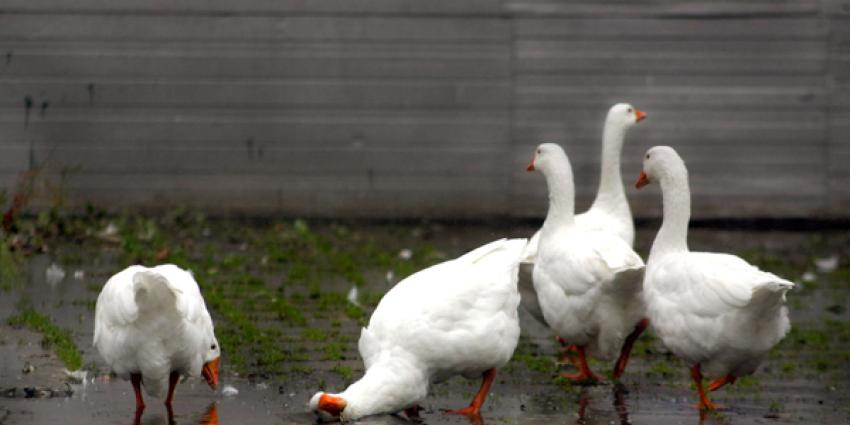 Overijssel moet gevolgen ganzenafschot alsnog onderzoeken Overijssel moet gevolgen ganzenafschot alsnog onderzoeken