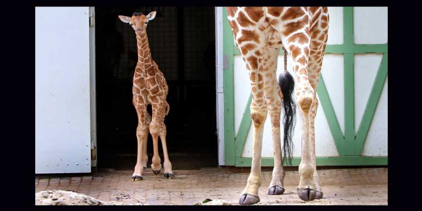 Pasgeboren girafje zet eerste stapjes buiten Pasgeboren girafje zet eerste stapjes buiten