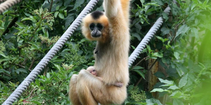 Goudwanggibbon geboren in Artis Goudwanggibbon geboren in Artis