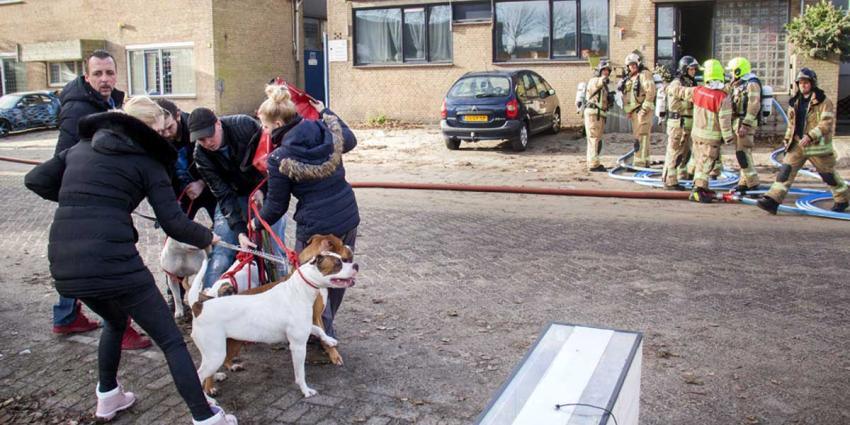 Brandweer redt zes honden uit brandend bedrijfspand Vlaardingen