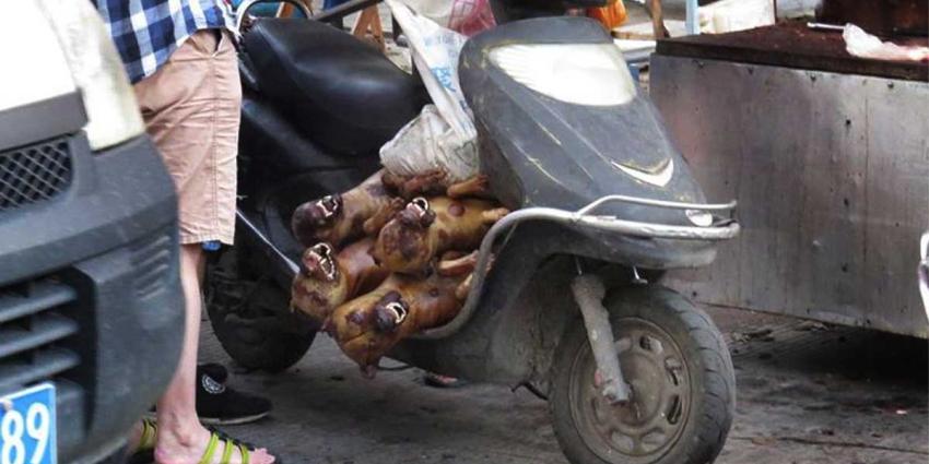 Voorlopig verbod Yulin hondenvleesfestival in China Voorlopig verbod Yulin hondenvleesfestival in China