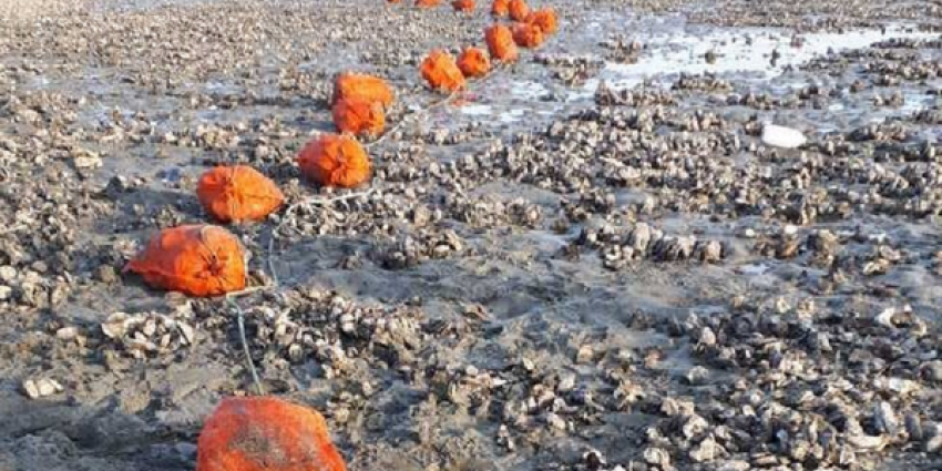 Beroepsvisser betrapt met 667 kilo illegaal geraapte oesters Beroepsvisser betrapt met 667 kilo illegaal geraapte oesters