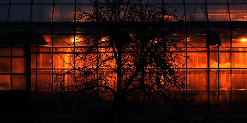 kas-boom-donker-verlichting kas-boom-donker-verlichting
