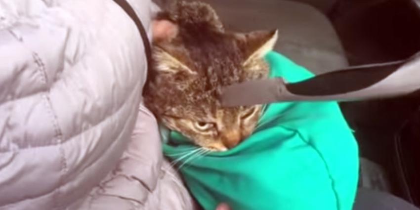 Kat overleefd mes in zijn hoofd Kat overleefd mes in zijn hoofd