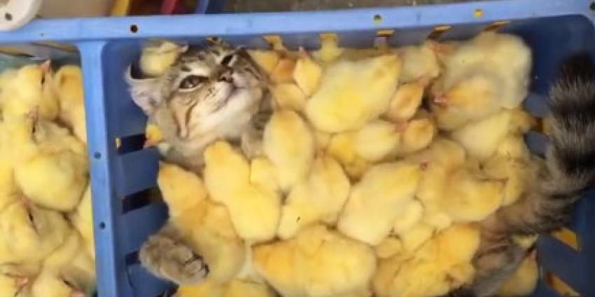 Mannendroom komt uit voor kater tussen 'lekkere kipptjes' Mannendroom komt uit voor kater tussen 'lekkere kipptjes'