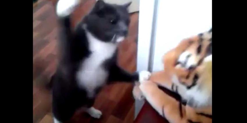 Tijger moet flinke klappen incasseren van kat Tijger moet flinke klappen incasseren van kat