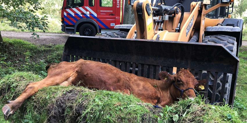 Brandweer redt koe uit sloot in natuurgebied Liempde Brandweer redt koe uit sloot in natuurgebied Liempde
