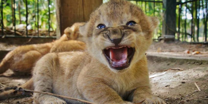 Drieling leeuwenwelpjes geboren in Safaripark Beekse Bergen! Drieling leeuwenwelpjes geboren in Safaripark Beekse Bergen!