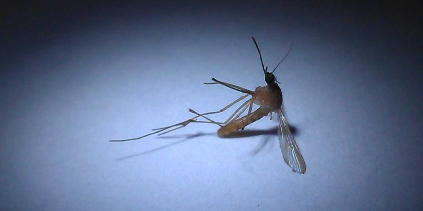 mug-malaria mug-malaria