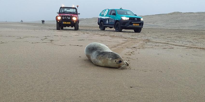 Formule 1-teams laten strand links liggen Formule 1-teams laten strand links liggen