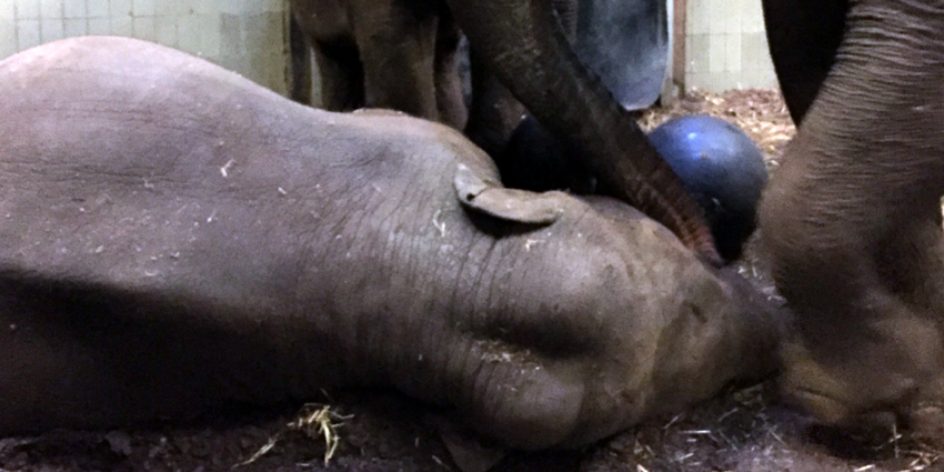 Jonge oliefant sterf onverwacht in Artis