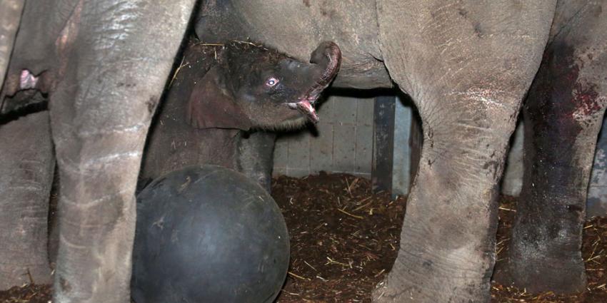 Olifant geboren in Artis Olifant geboren in Artis