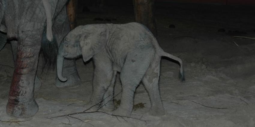 Iedereen wil Madiba en de ijsbeertjes zien in Safaripark Beekse Bergen Iedereen wil Madiba en de ijsbeertjes zien in Safaripark Beekse Bergen