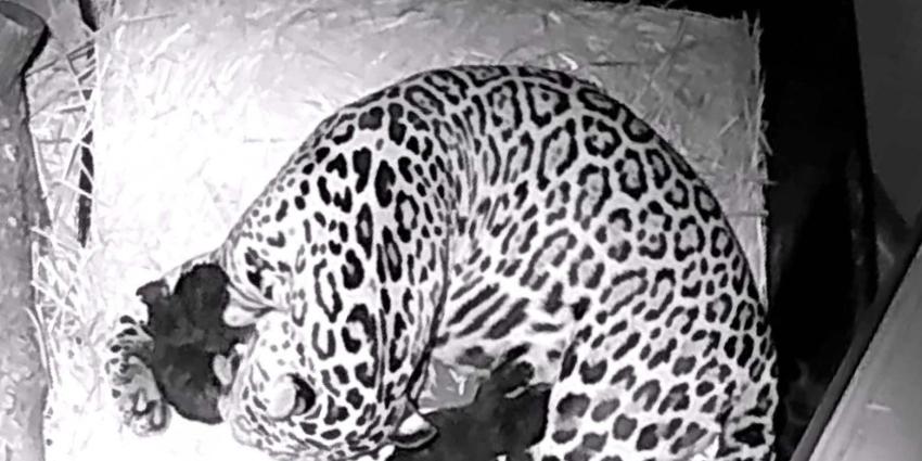 Gevlekte jaguar werpt twee zwarte welpen in ARTIS Gevlekte jaguar werpt twee zwarte welpen in ARTIS