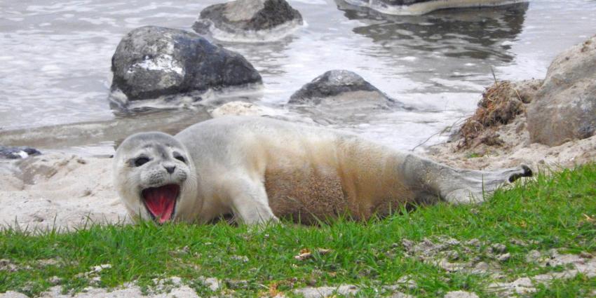 Zeehondenpups communiceren als mensen Zeehondenpups communiceren als mensen