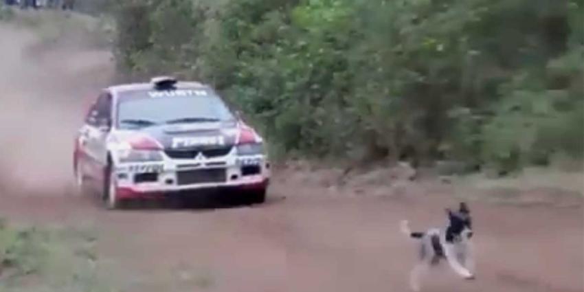 Deze hond heeft echt alle geluk van de wereld Deze hond heeft echt alle geluk van de wereld