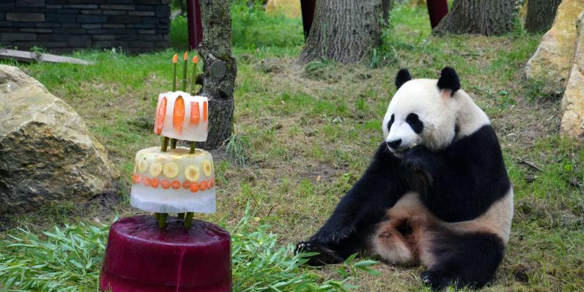 IJstaart voor jarige reuzenpanda’s Xing Ya & Wu Wen IJstaart voor jarige reuzenpanda’s Xing Ya & Wu Wen