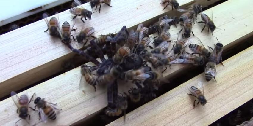 Grote spin redt aanval bijen niet Grote spin redt aanval bijen niet