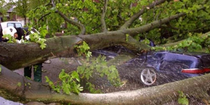 Foto van omgewaaide boom op auto | Archief EHF
