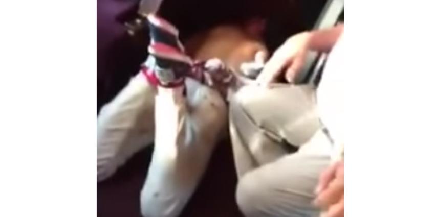'Man die bloedbad wilde aanrichten in Thalys was Syriëganger' (video) 'Man die bloedbad wilde aanrichten in Thalys was Syriëganger' (video)