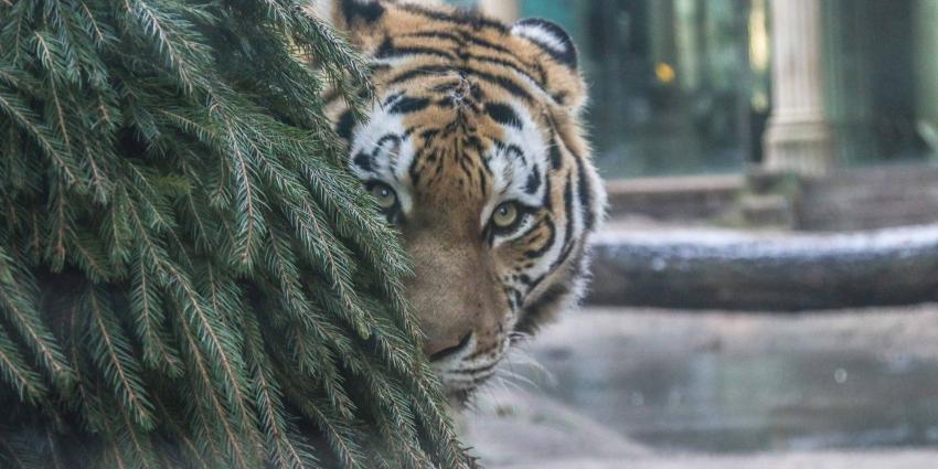 Kerstboom inleveren voor de dieren in DierenPark Amersfoort Kerstboom inleveren voor de dieren in DierenPark Amersfoort
