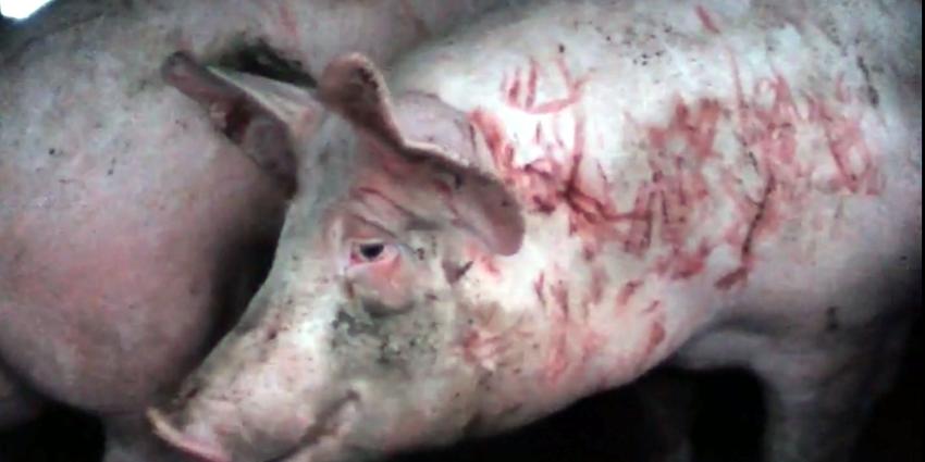 Varkens vechten tot bloedens toe op weg naar slachthuis Varkens vechten tot bloedens toe op weg naar slachthuis