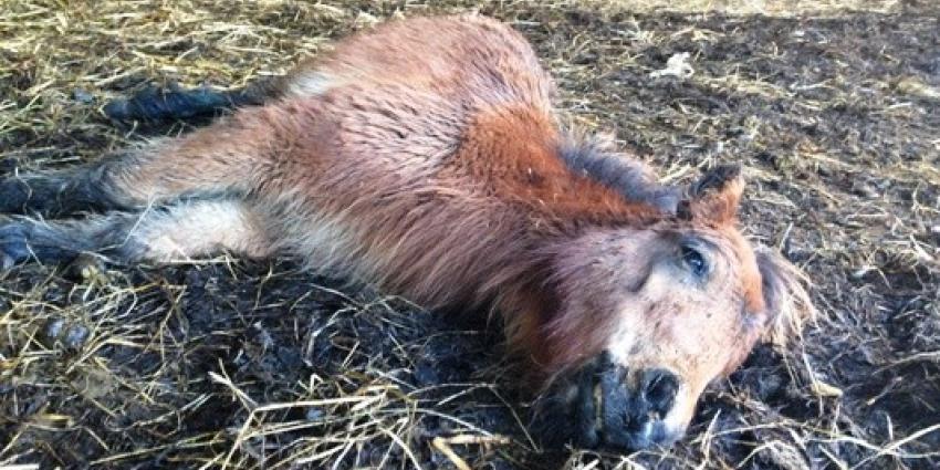Pony overlijdt in kinderboerderij door vermoedelijk mishandeling Pony overlijdt in kinderboerderij door vermoedelijk mishandeling