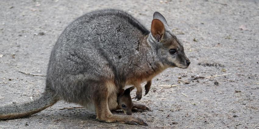 Wallaby-jong ontdekt in DierenPark Amersfoort Wallaby-jong ontdekt in DierenPark Amersfoort