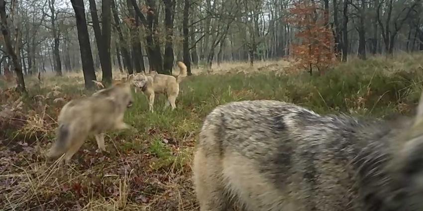 wolf-familie-veluwe wolf-familie-veluwe