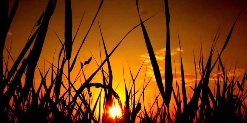 Record: 2 juli warmste juli-dag ooit en ook warmste nacht Record: 2 juli warmste juli-dag ooit en ook warmste nacht