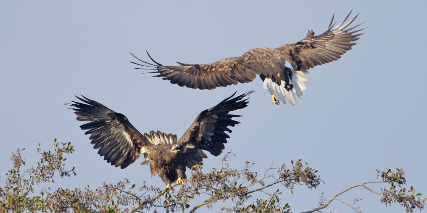 Alweer een Groninger zeearend geboren in het Hunzedal Alweer een Groninger zeearend geboren in het Hunzedal
