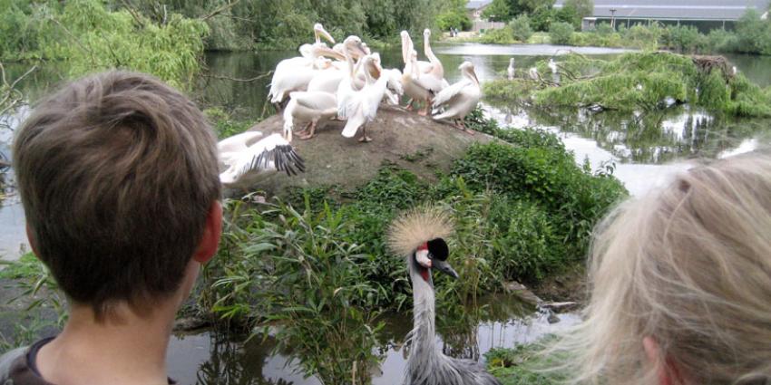 Acht verdachten en vijf vast in onderzoek gestolen vogels Avifauna