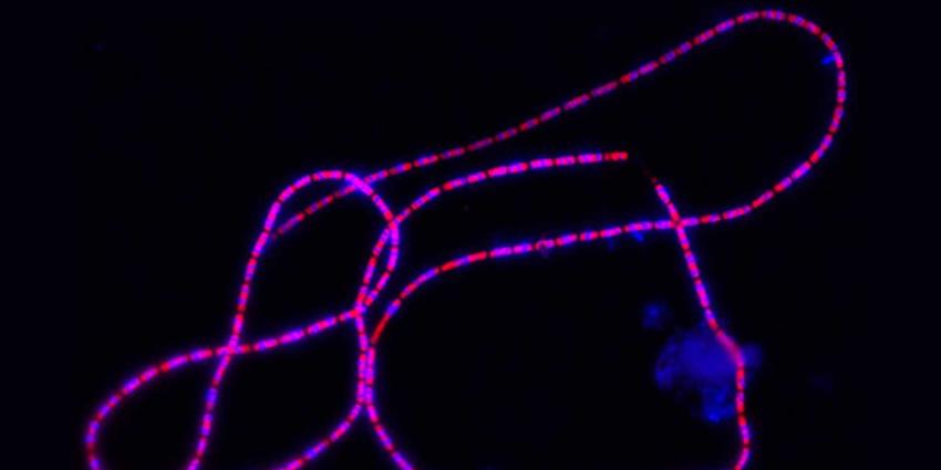 bacterien-geleidend bacterien-geleidend