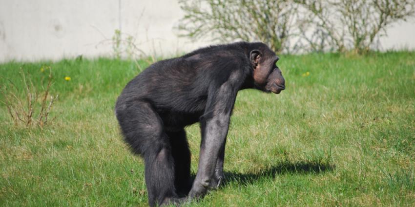 chimpansee chimpansee