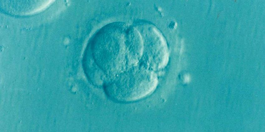 Embryo Embryo