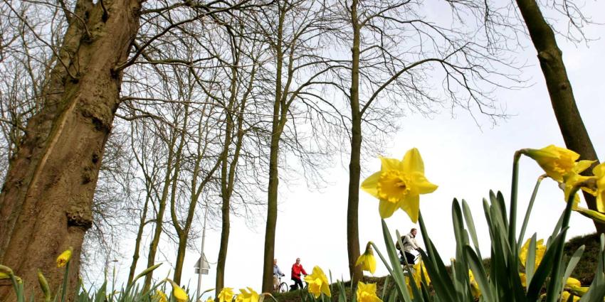 fiets-narcis-lente fiets-narcis-lente