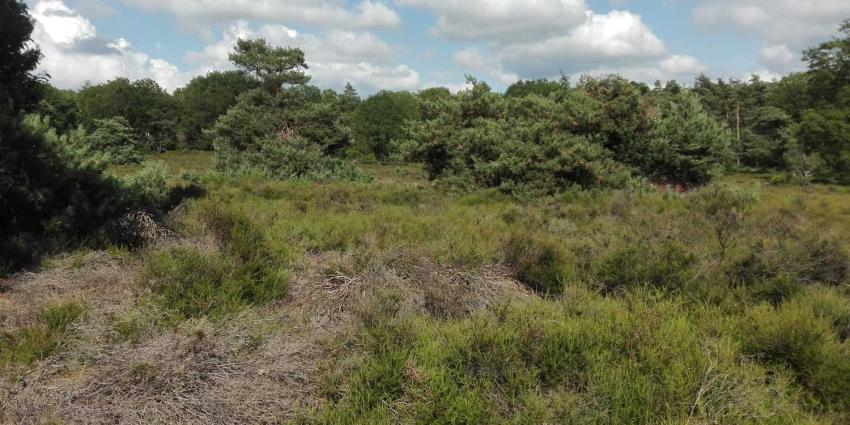 heide-bos heide-bos