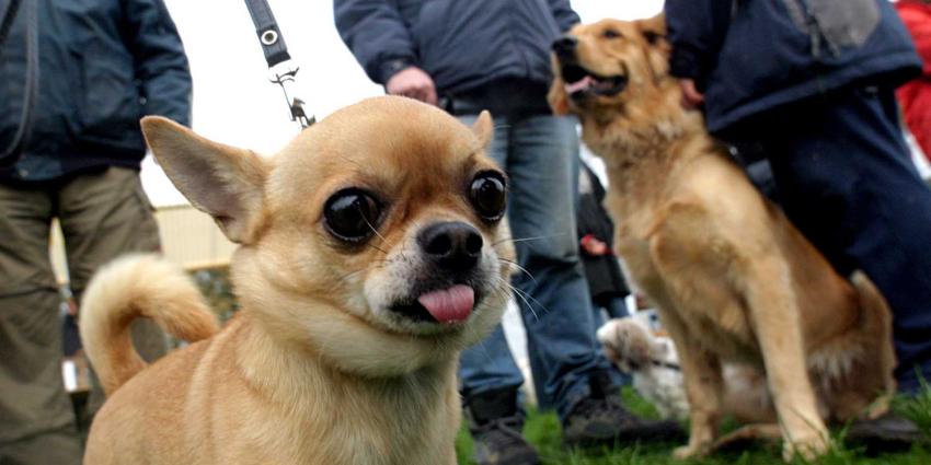 honden-baasjes honden-baasjes