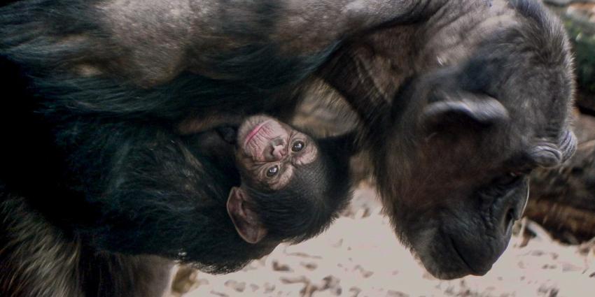 Chimpansee jong bij moeder Chimpansee jong bij moeder