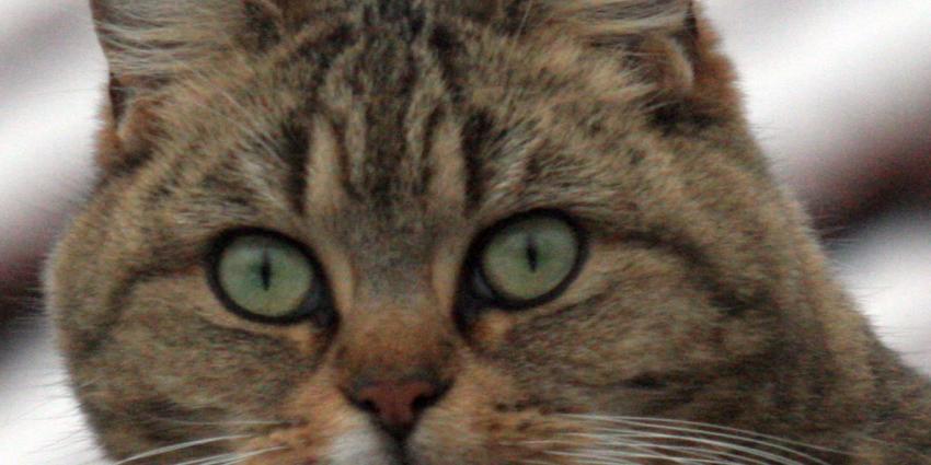 Arrestatie met geweld om kat van buren Arrestatie met geweld om kat van buren