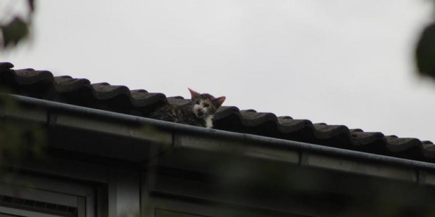 kat, boom, dakgoot, brandweer, vught kat, boom, dakgoot, brandweer, vught